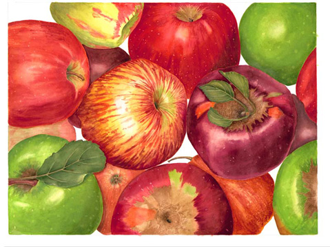 Sally Jacobs, Apples