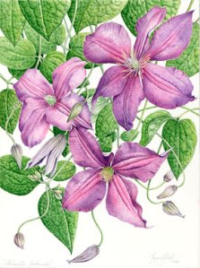 Clematis, Margaret Best. Watercolor, all rights reserved.