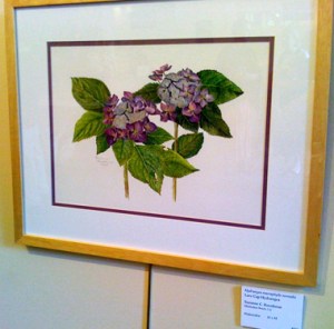 Sue Kuuskmae's watercolor, Lace Cap Hydrangea