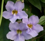 Thunbergia Sky Vine