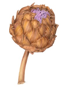 Type = ArtScans RGB : Gamma = 2.000 Old Artichoke