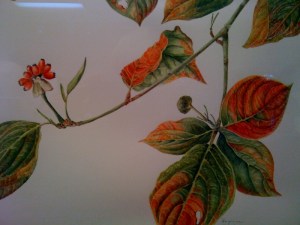 Sue Kuuskmae's painting, "Dogwood in Fall"