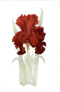 Fleur-de-lis 1 Iris "Fleur de lis", watercolor by Arillyn Moran-Lawrence