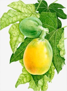 margaretPapyaBerm Bermuda Paw Paw painting by Margaret Best