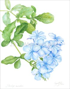 PlumbagoWCopyright Plumbago auriculata painting