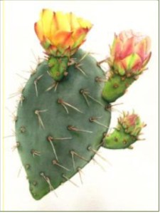 Mesa Prickly Pear, Opuntia x vaseyi” © 2006 Watercolor of Mesa Prickly Pear, Opuntia x vaseyi, by Julie Schneider Ljubenkov, © 2006