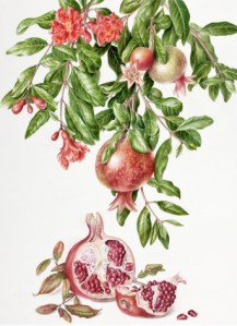 punicaGranatum Watercolor painting by Akiko Enokido, Pomegranate, Punica granatum, © 2010, all rights reserved.