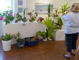 Beautiful specimens available for students to paint.