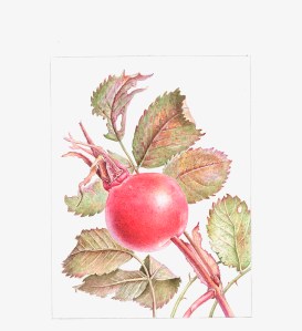 Rosa canina, Rose Hips, watercolor, © 2010, Margaret Best, all rights reserved.