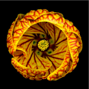 Tiger's Eye, photograph by David Leaser, © 2011, all rights reserved