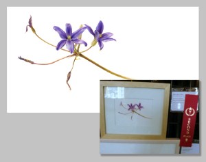 Thread-leaved Brodiaea, Second Place by Deborah Shaw