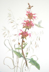 Hummingbird Sage, Honorable Mention, by Estelle DeRidder, colored pencil © 2012