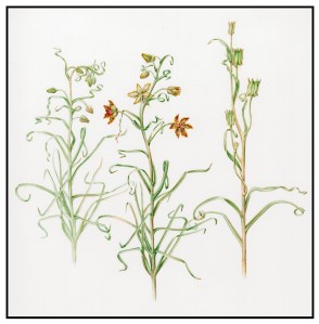 jKeeseyDavidson'sFrittilary Davidson's Fritillary, watercolor by Joan Keesey, © 2012, all rights reserved.