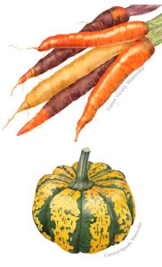 Vegetables painted by Sally Jacobs, watercolor, © 2012, all rights reserved.