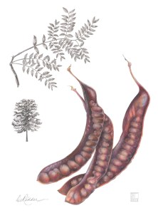 Denver's canopy Gleditsia Web Honey Locust, by Estelle DeRidder, colored pencil, © 2012, all rights reserved