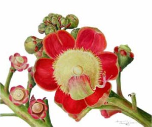 Sala Tree Flower, by Suzanne Kuuskmae, © 2012 all rights reserved