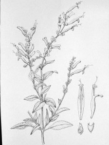 Salvia 'Hot Salsa' Salvia 'Hot Salsa' by Joan Keesey, pen and ink, © 2012