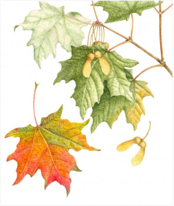 Sugar Maple by Margaret Best