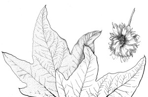 Sycamore Part of a Western Sycamore by Estelle DeRidder, pen and ink, © 2012