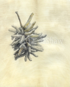 Prosopis pubescens seed pod (Screwbean Mesquite, or Tornillo), watercolor and graphite on honey vellum, © 2012, Deborah Shaw, all rights reserved.