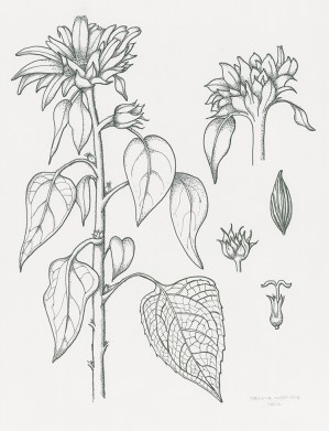 Sunflower, pen and ink by Tania Norris, © 2012, all rights reserved.