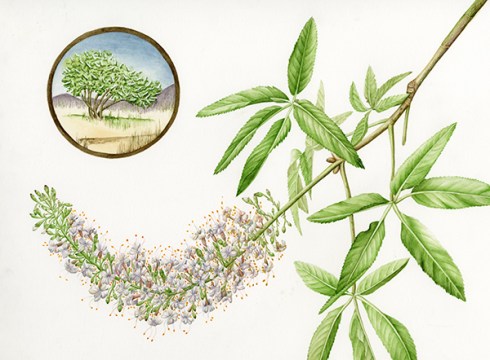 "Aesculus californica," California Buckeye, Watercolor by Joan Keesey, © 2013, all rights reserved.