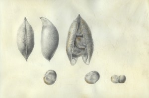 "Castanospermum australe," Blackbean, or Moreton Bay Chestnut, seed pod and seeds, Graphite and Watercolor on Vellum by Deborah B. Shaw, © 2013, all rights reserved.