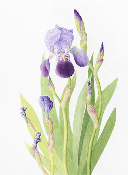 "Iris," Iris, watercolor by Alison L. Denning, © 2013, all rights reserved.