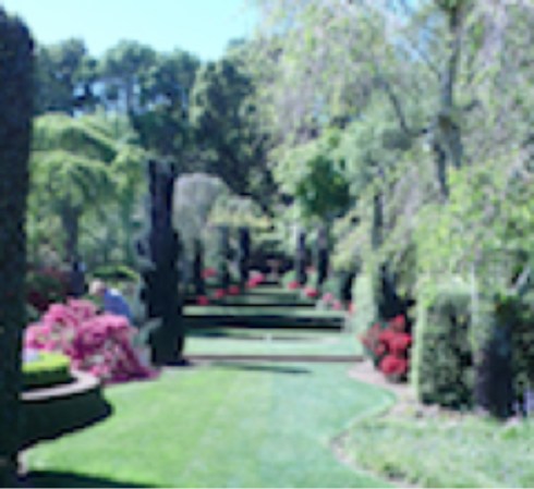 Quinacridone Red Azaleas at Filoli. Photo by John Keesey.