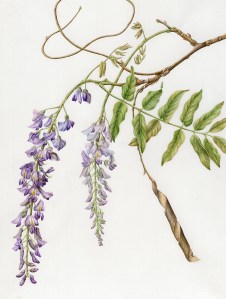 "Aesculus californica," California Buckeye, watercolor by Joan Keesey, © 2013, all rights reserved.