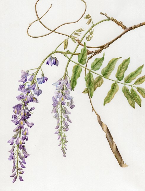 "Aesculus californica," California Buckeye, watercolor by Joan Keesey, © 2013, all rights reserved.