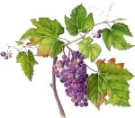 kuuskmaeGrapevineBlog