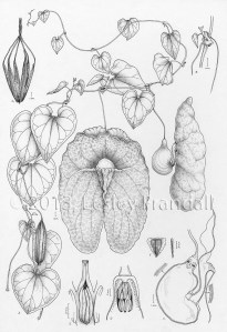 Aristolochia gigantea, ink on paper, Lesley Randall, © 2013, all rights reserved