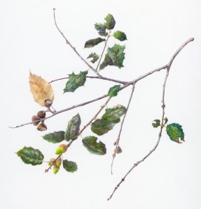 Coast Live Oak, Quercus agrifolia, Jan Clouse, © 2013, all rights reserved.