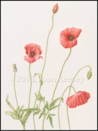 Common Poppy, Papaver rhoras, watercolor by Joan Keesey, © 2013, all rights reserved.