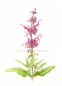 Joan Keesey, "Hummingbird Sage" (Salvia spathacea), watercolor, © 2013, all rights reserved