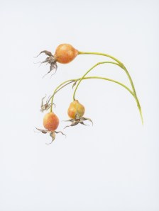 Rose Hips, Jan Clouse, © 2013, all rights reserved.