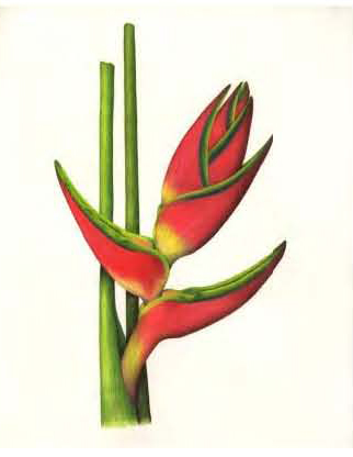 Thumbnail of colored pencil artwork by Cristina Baltayian, © 2013, all rights reserved.