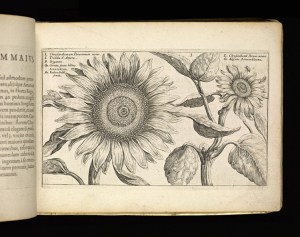 "Chrysanth," Crispijn van de Passe, 1614 From Crispijn van de Passe, Hortus floridus (Arnhem, 1614) The Getty Research Institute, 2898-803 Donated by Tania Norris