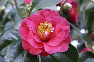 Camellia japonica, taken by fir0002, flagstaffotos.com.au, from Wikimedia Commons. Licensing/copyright: This image is not in the public domain. Under the CC BY-NC: free to copy, distribute, transmit and adapt this work provided that correct attribution is provided.