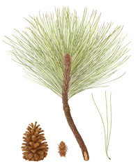 Pinus ponderosa, Ponderosa Pine by Carrie DiConstanzo. Winner of the 2013 Roth Award for distinction with an emphasis on traditional botanical art presentation. © 2014, all rights reserved.