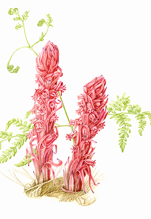 Joan Keesey, Sarcodes sanguinea, watercolor. © 2014, all rights reserved.