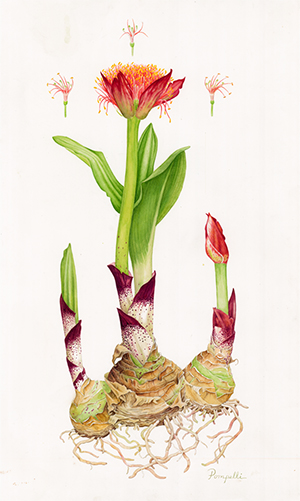 Lisa Pompelli, Scadoxus puniceus, watercolor, © 2014, all rights reserved.