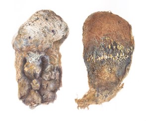 Deborah Shaw, Pisolithus tinctorius, watercolor. © 2014, all rights reserved.