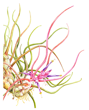 Margaret Best, Tillandsia bulbosa, watercolor. © 2014, all rights reserved.