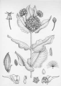 Asclepias speciosa, Lesley Randall, pen and ink on illustration board, © 2014.