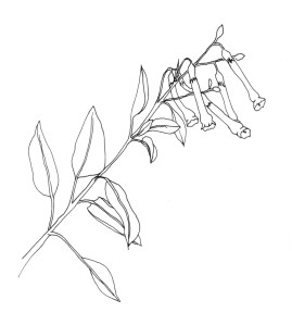 Deborah Shaw, pen sketch of branch of Nicotania glauca  Graham (Tree tobacco), an invasive species in California. © 2014, Deborah B. Shaw