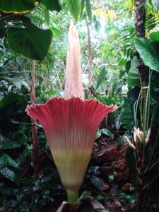 A prior bloom of Amorphophallus titanum. The inflorescence can grow to be more than 6 ft tall, with a diameter of 3 - 4 ft across. Photo courtesy of The Huntington.