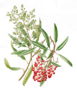 Joan Keesey, Heteromeles arbutifolia, California Holly, Watercolor on Paper. © 2013, all rights reserved.