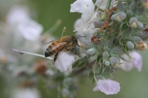 600 E Memory Lane Santa Ana Ca, 92705